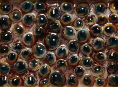 pūpillae 瞳 art pupil 作品 akichiaki 空地空 目 eys 芸術